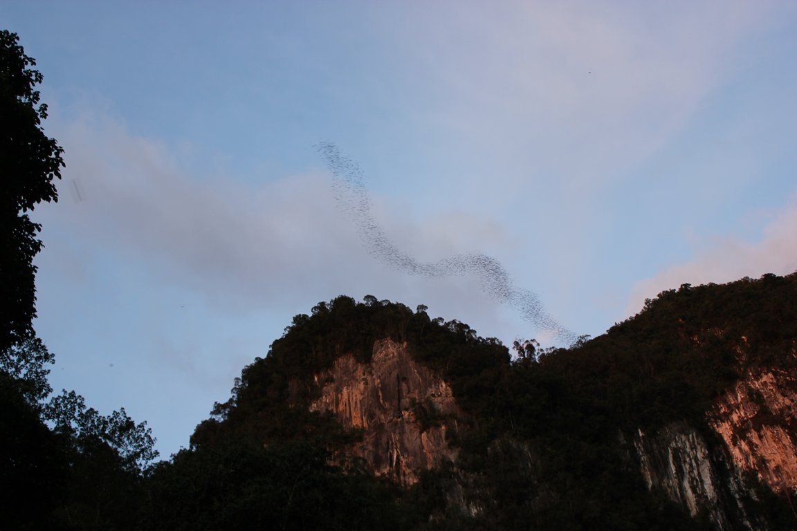 Bats exodus at Deer Cave