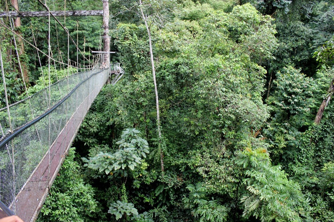 Canopy Walk