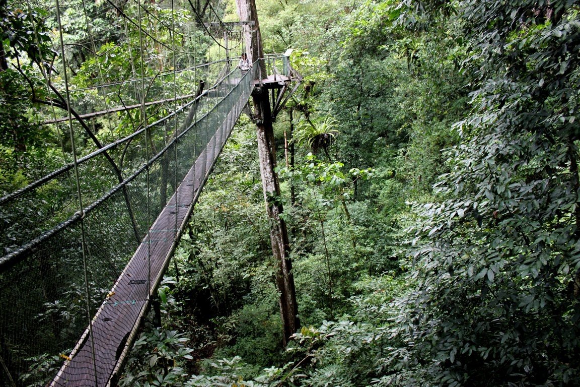 Canopy Walk