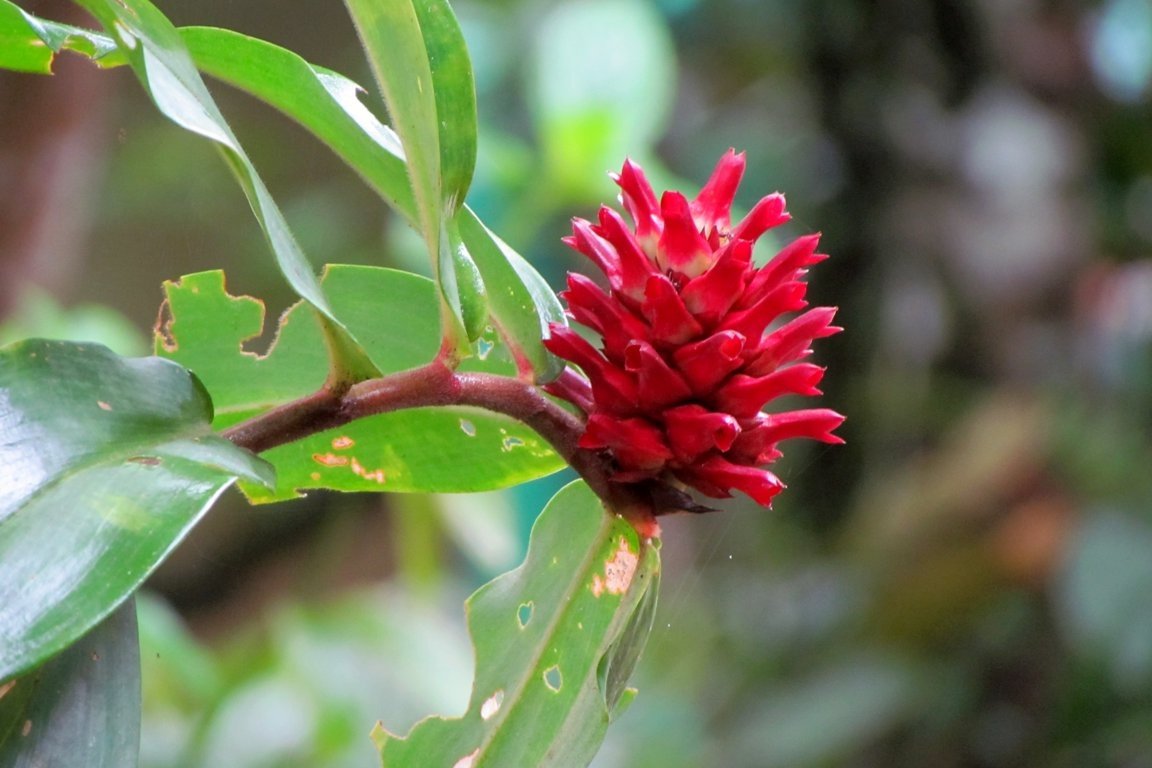 Red flowers