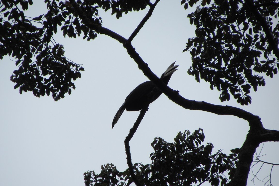 Hornbill