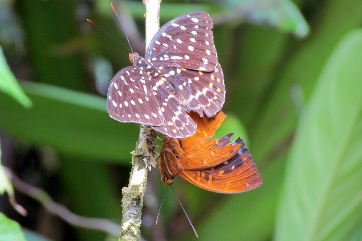 Butterflies