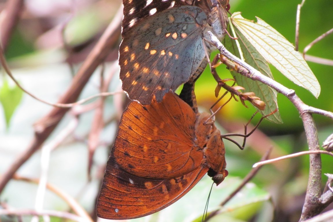 Butterflies