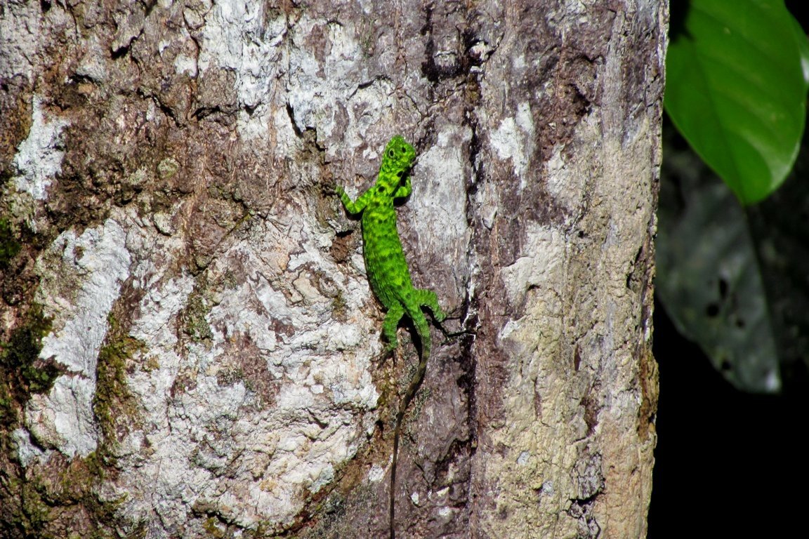 Green Lizard