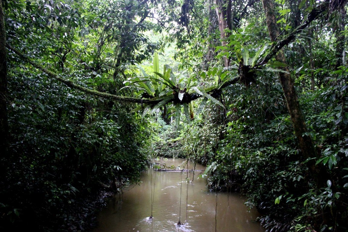 Mulu rainforest