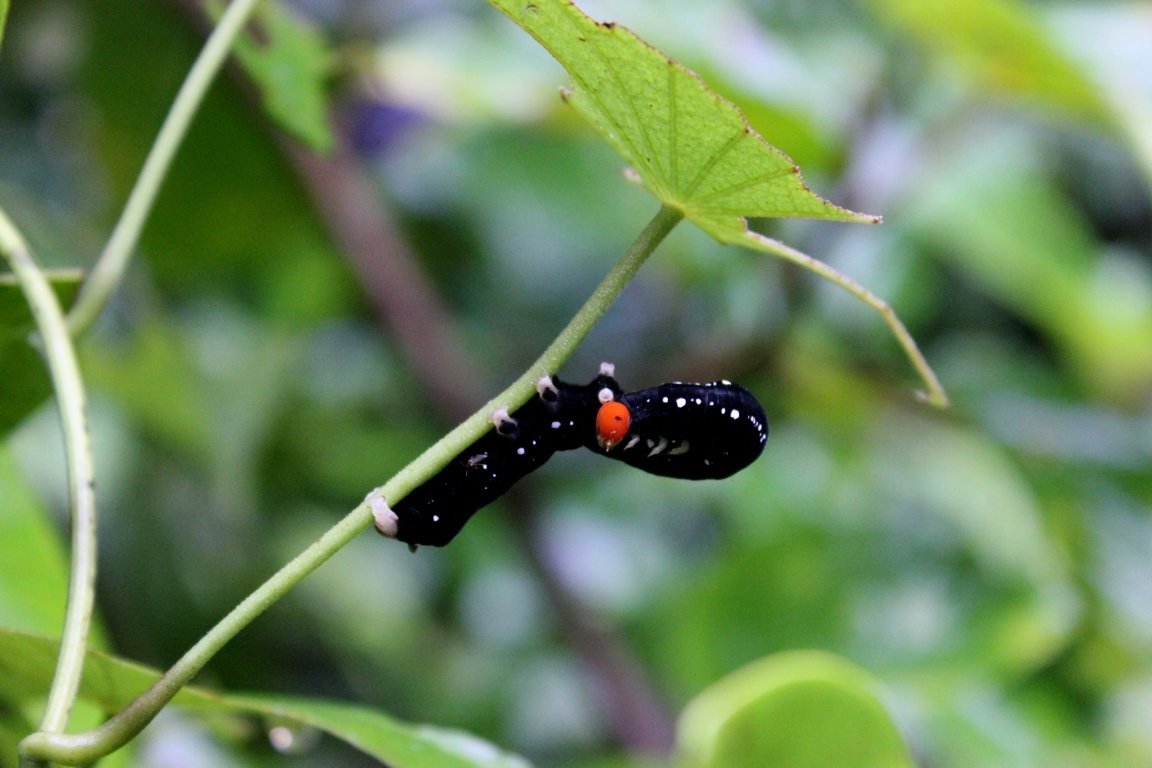 Caterpillar