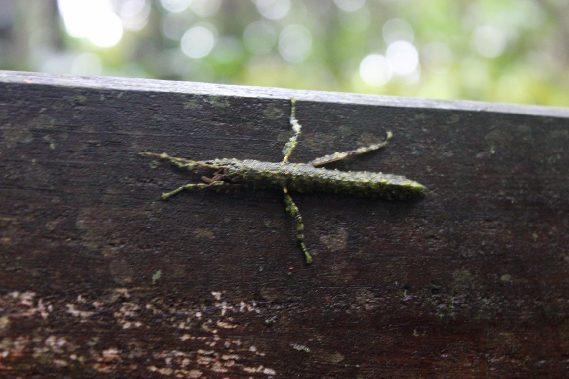 Stick insect