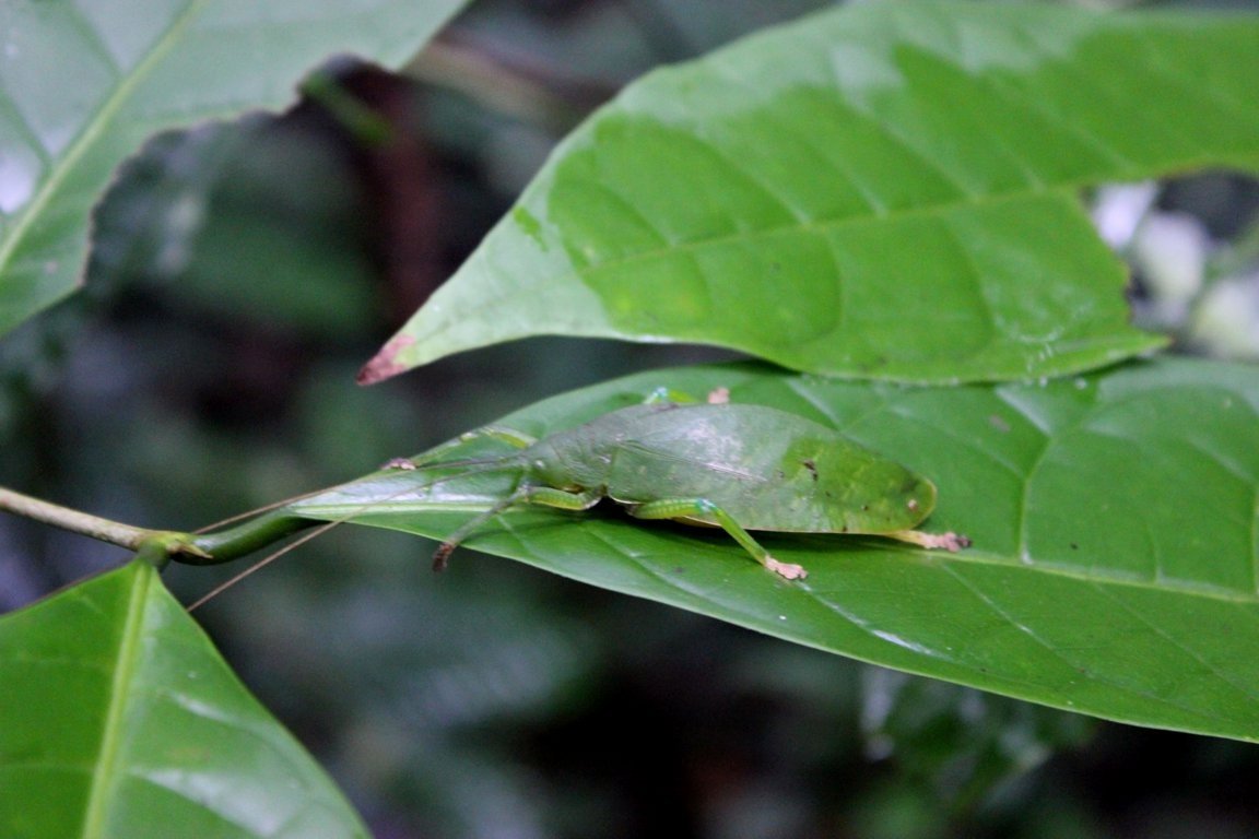 Leaf insect