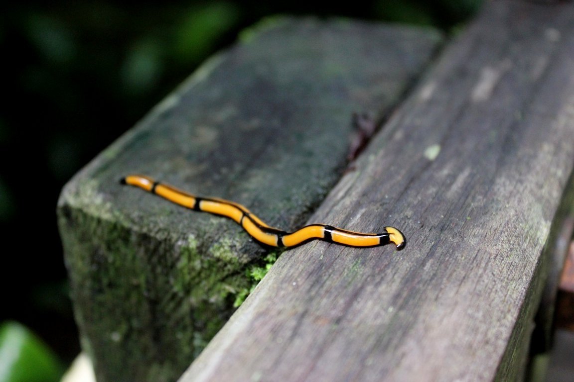 Hammerhead worm