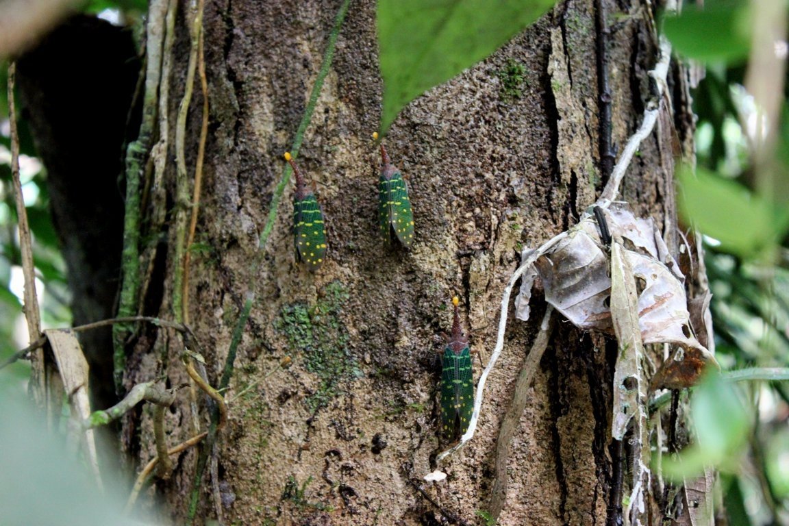 Lantern insects