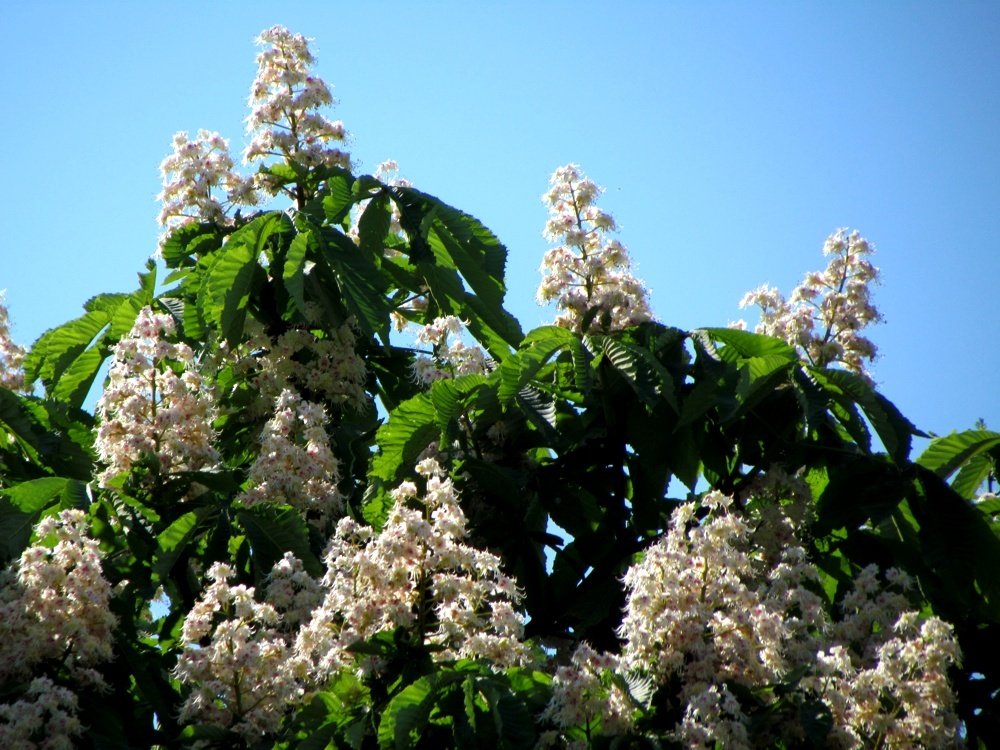 Horse-chestnut