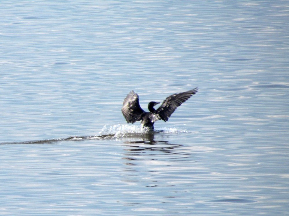 Great Cormorant