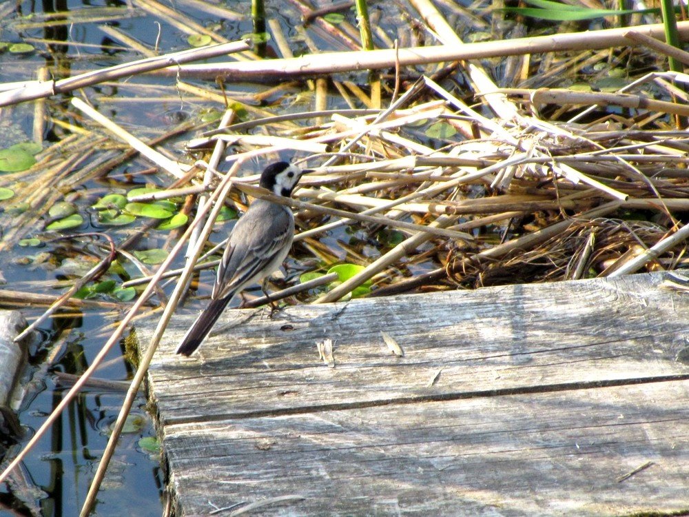 White Wagtail