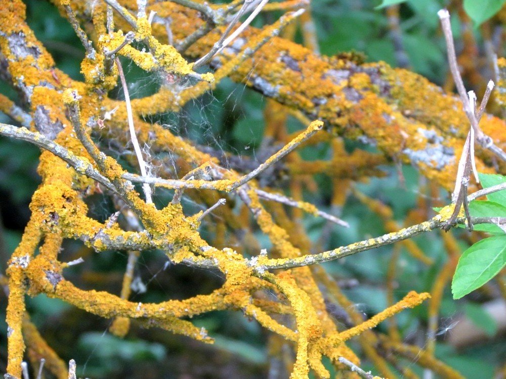 Dead branches