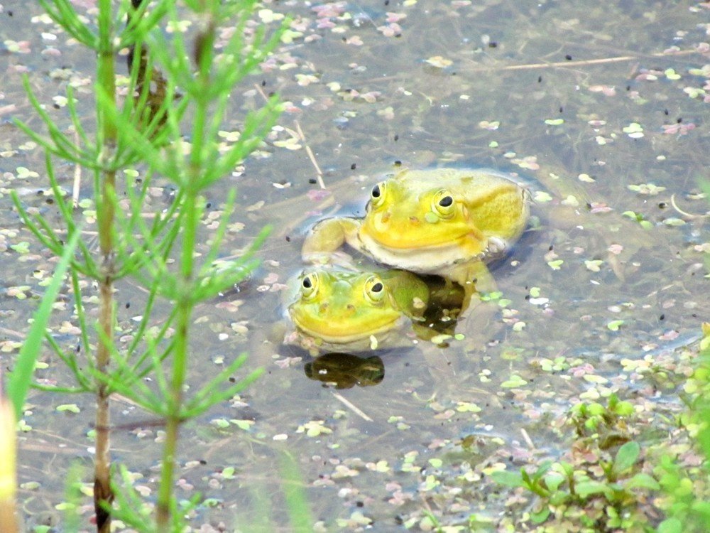 Yellow frogs