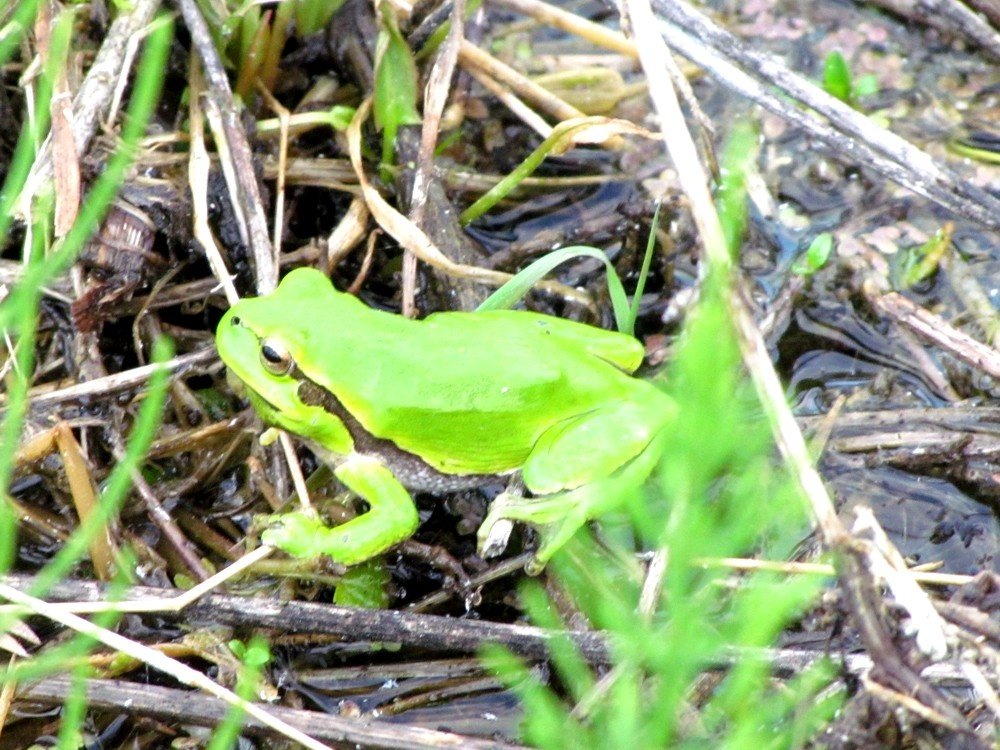 European tree frog