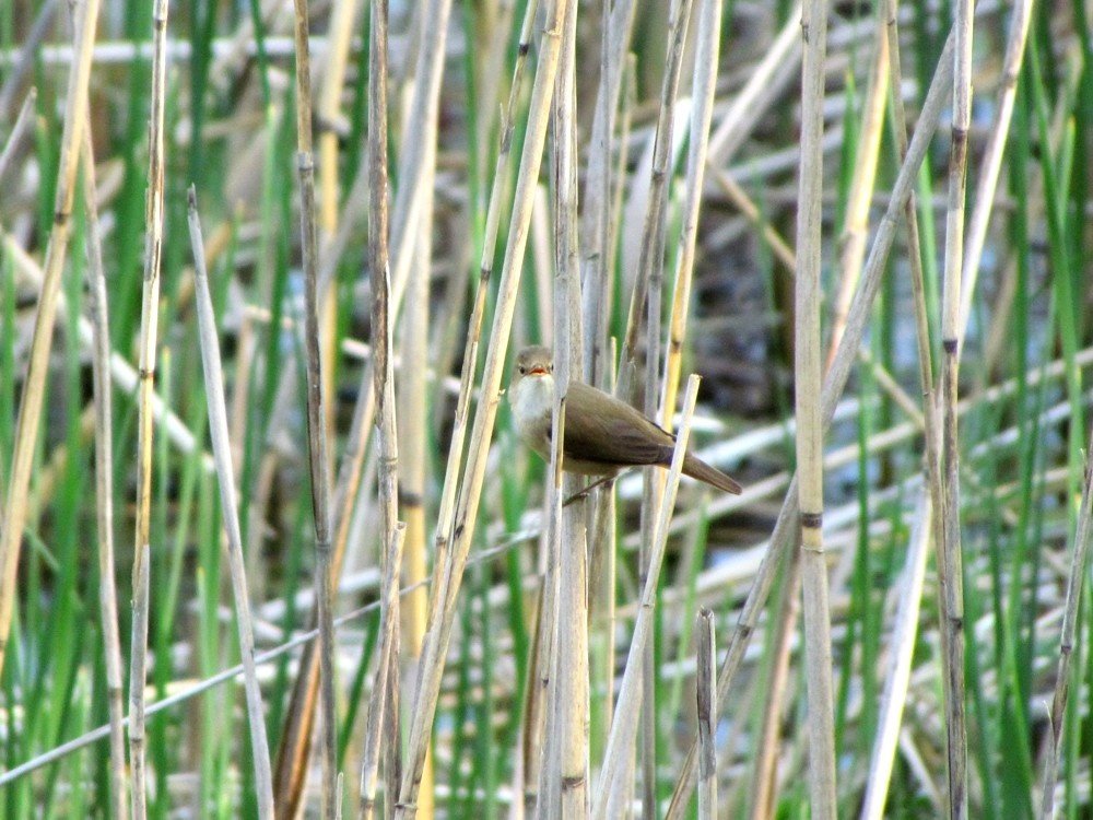 Sparrow?