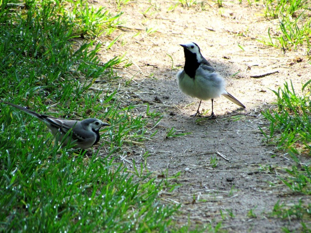 White Wagtails