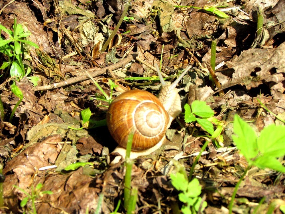 Snail