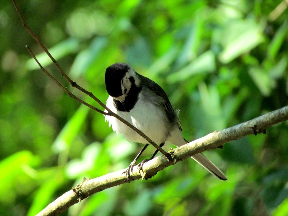 White Wagtail