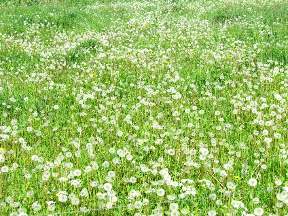 Dandelion field