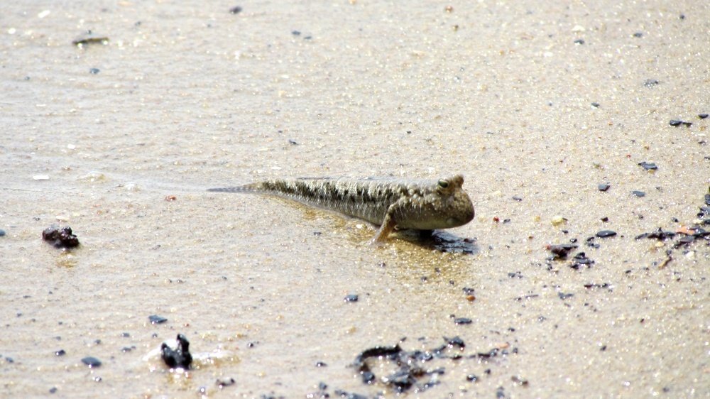 Periophthalmus barbarus