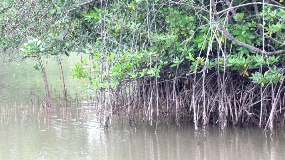 Mangroves