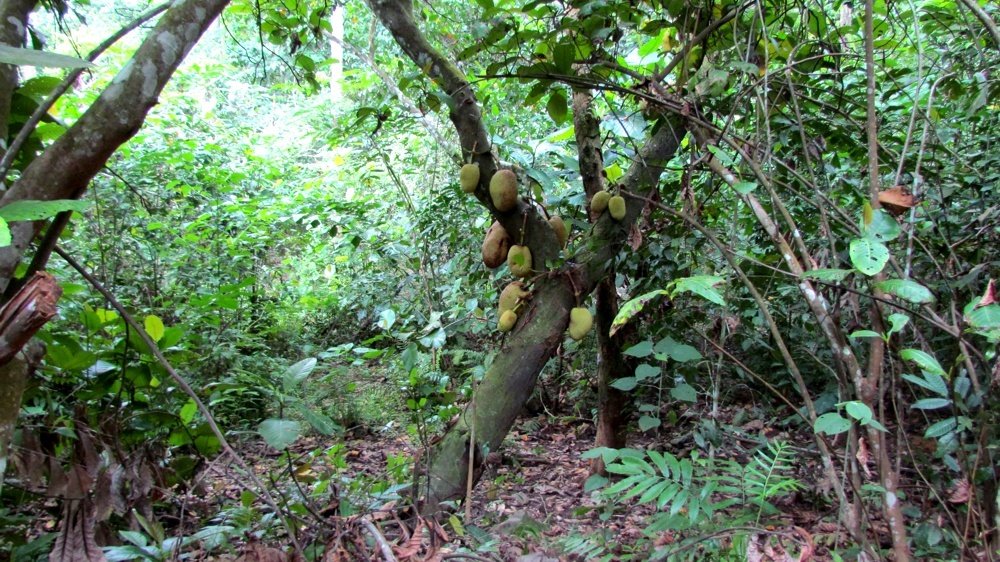 Jackfruit