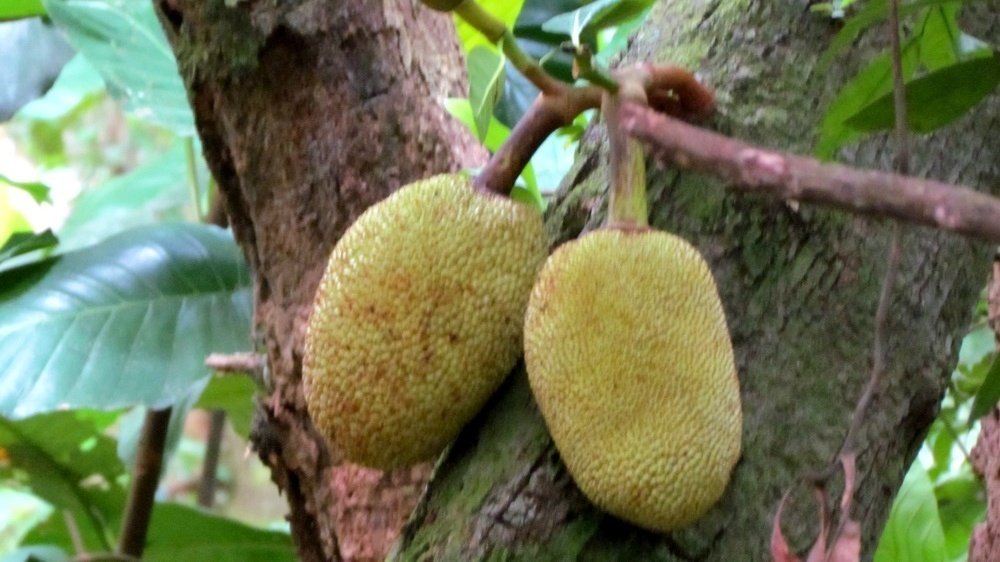 Jackfruit