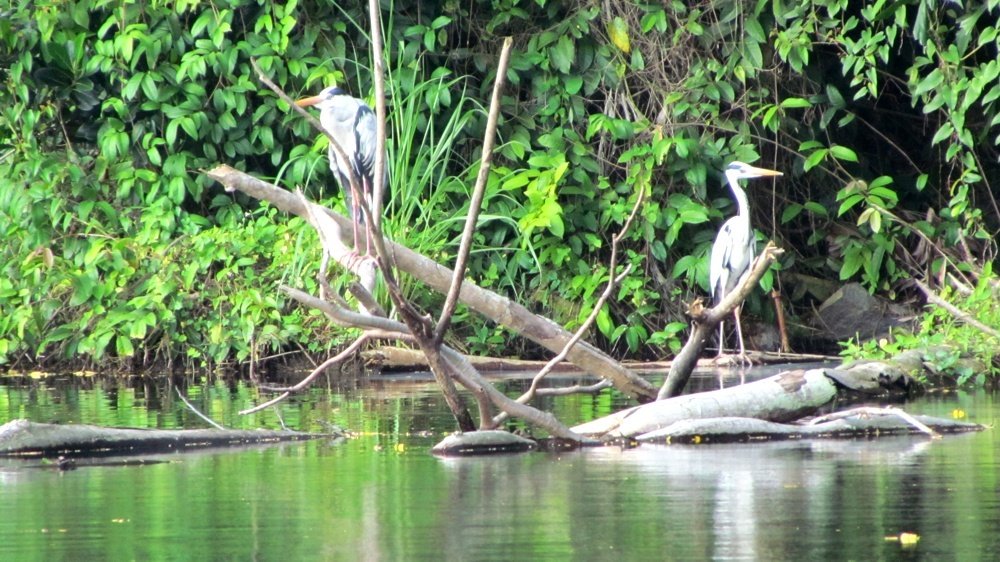 Cranes