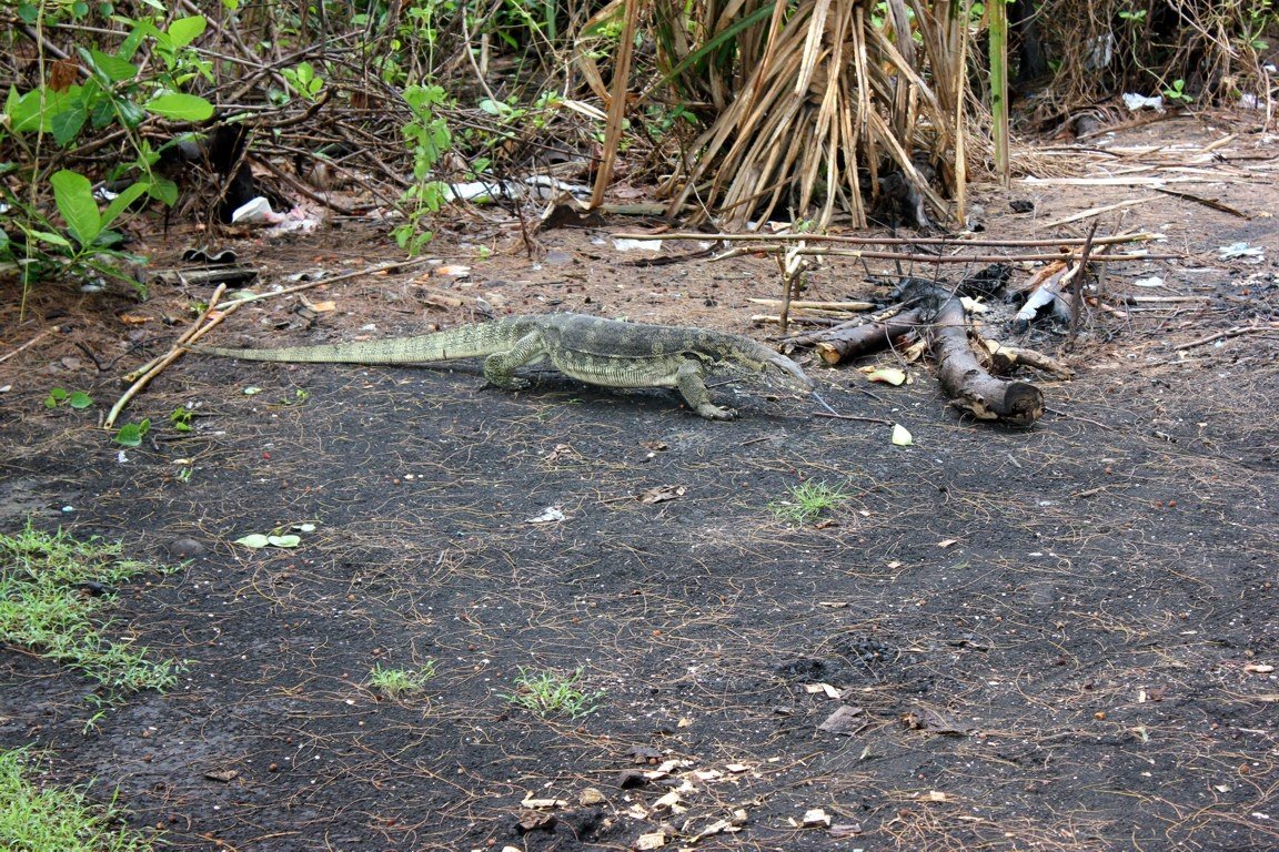 Monitor lizard #1