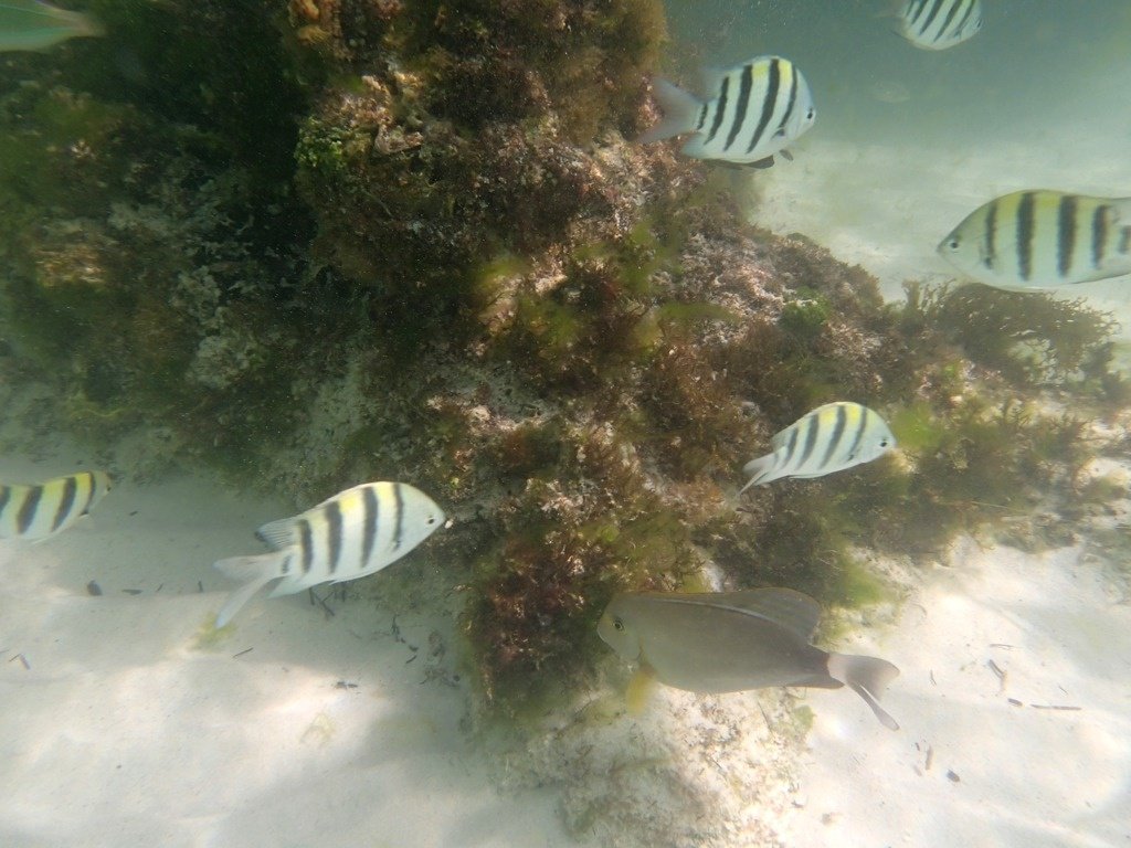 Snorkeling