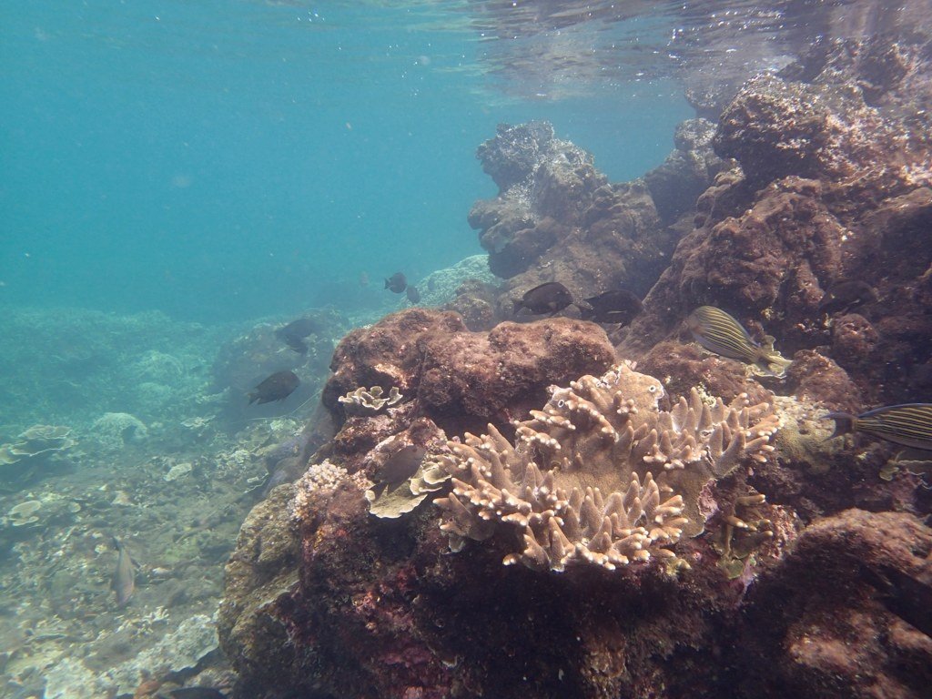 Snorkeling at Krakatau #1