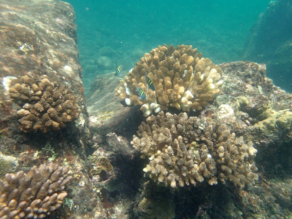 Krakatau snorkeling #3