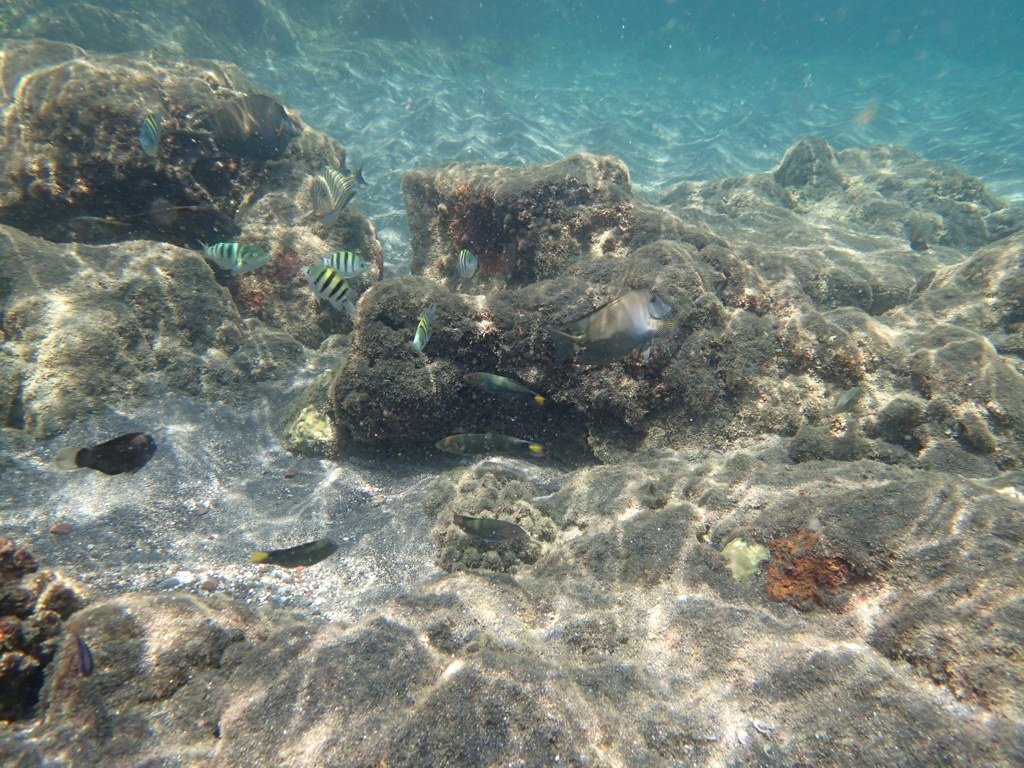 Krakatau snorkeling #4