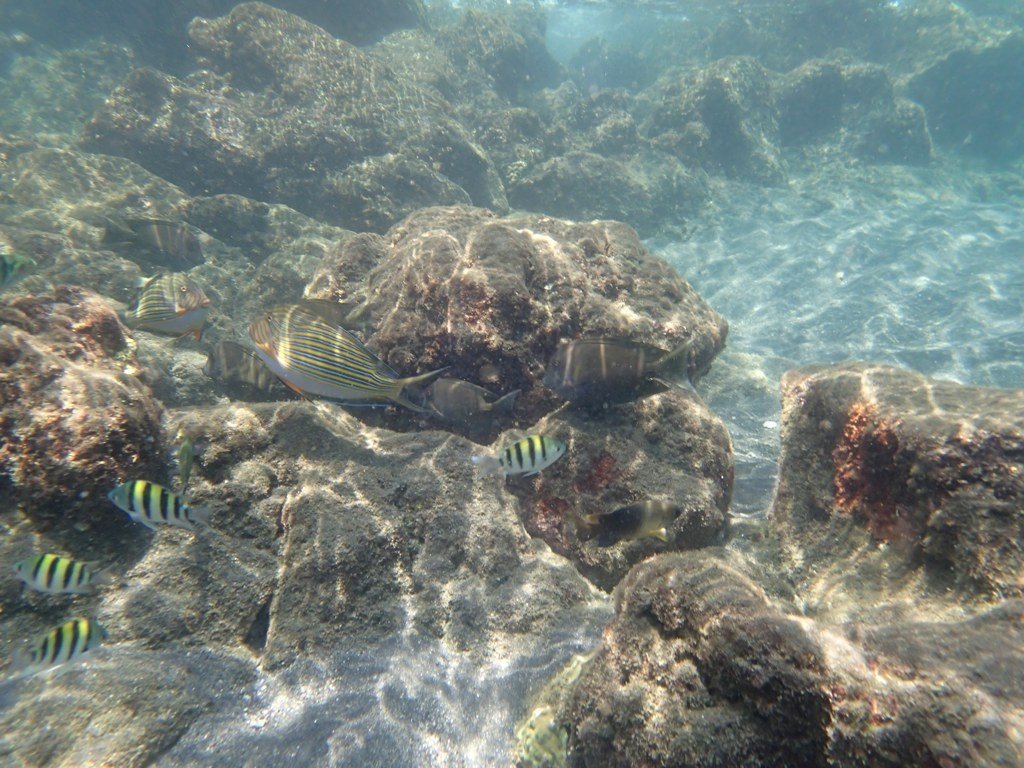 Krakatau snorkeling #5