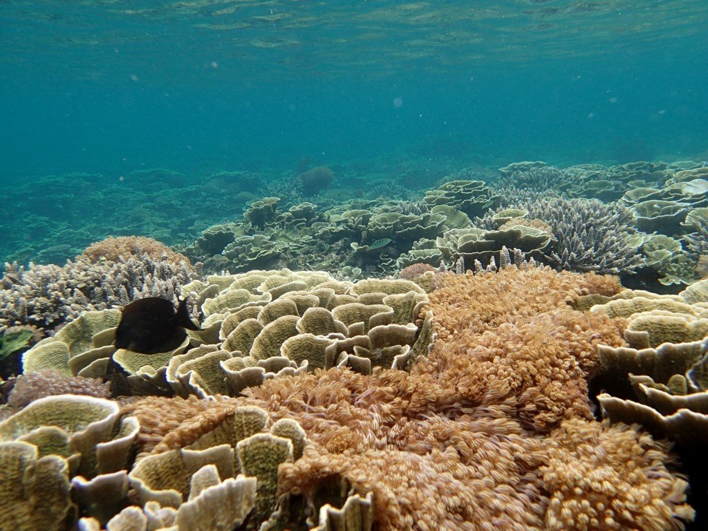 Krakatau snorkeling #6