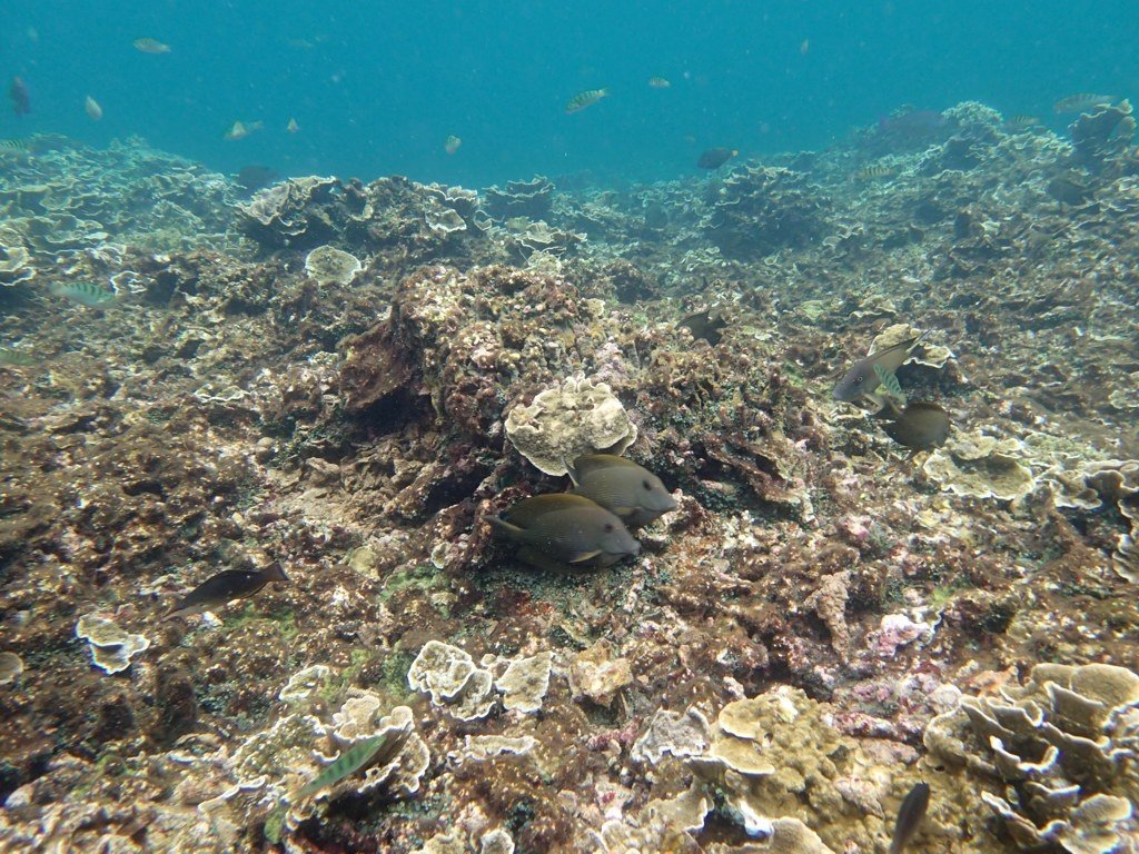 Krakatau snorkeling #7