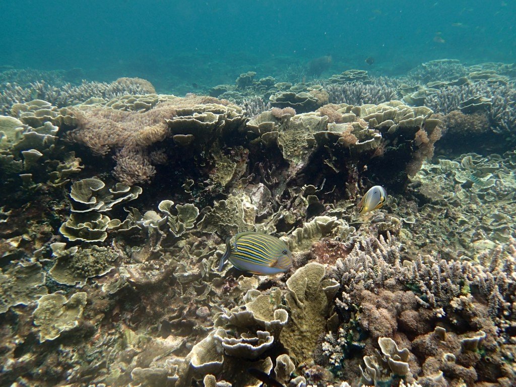Krakatau coral reefs