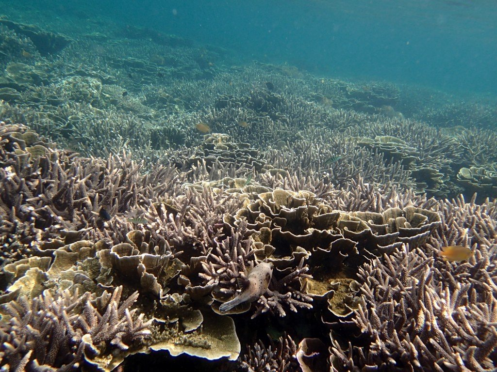 Krakatau coral reef