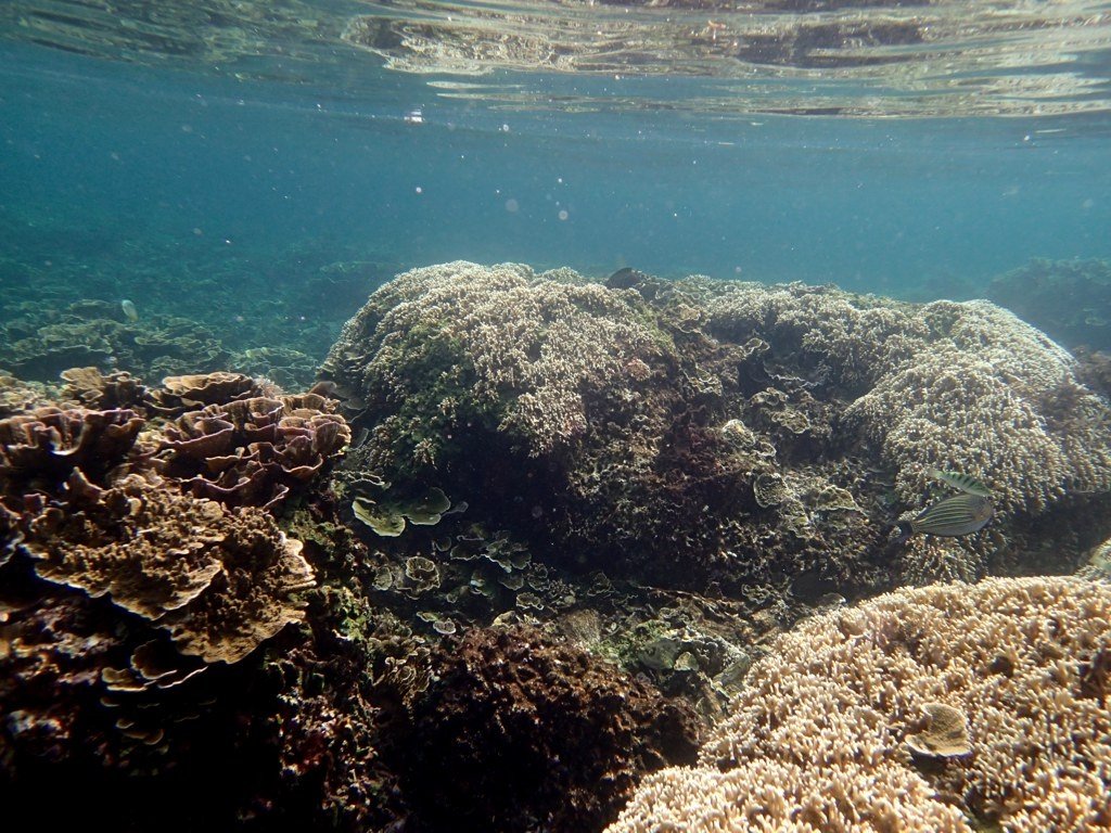 Krakatau snorkeling - another photo
