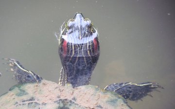 A turtle