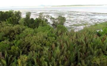 View from a lookout tower.