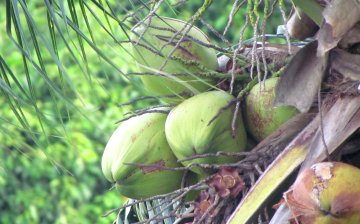 Coconuts