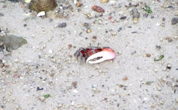 Fiddler crab