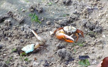 Fiddler crab