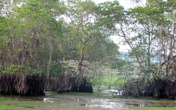 Mangroves