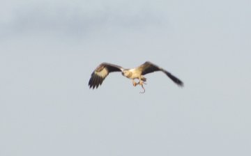 Eagle with a prey