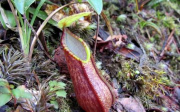 Pitcher plant