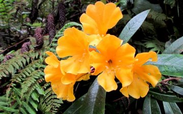 Yellow flowers